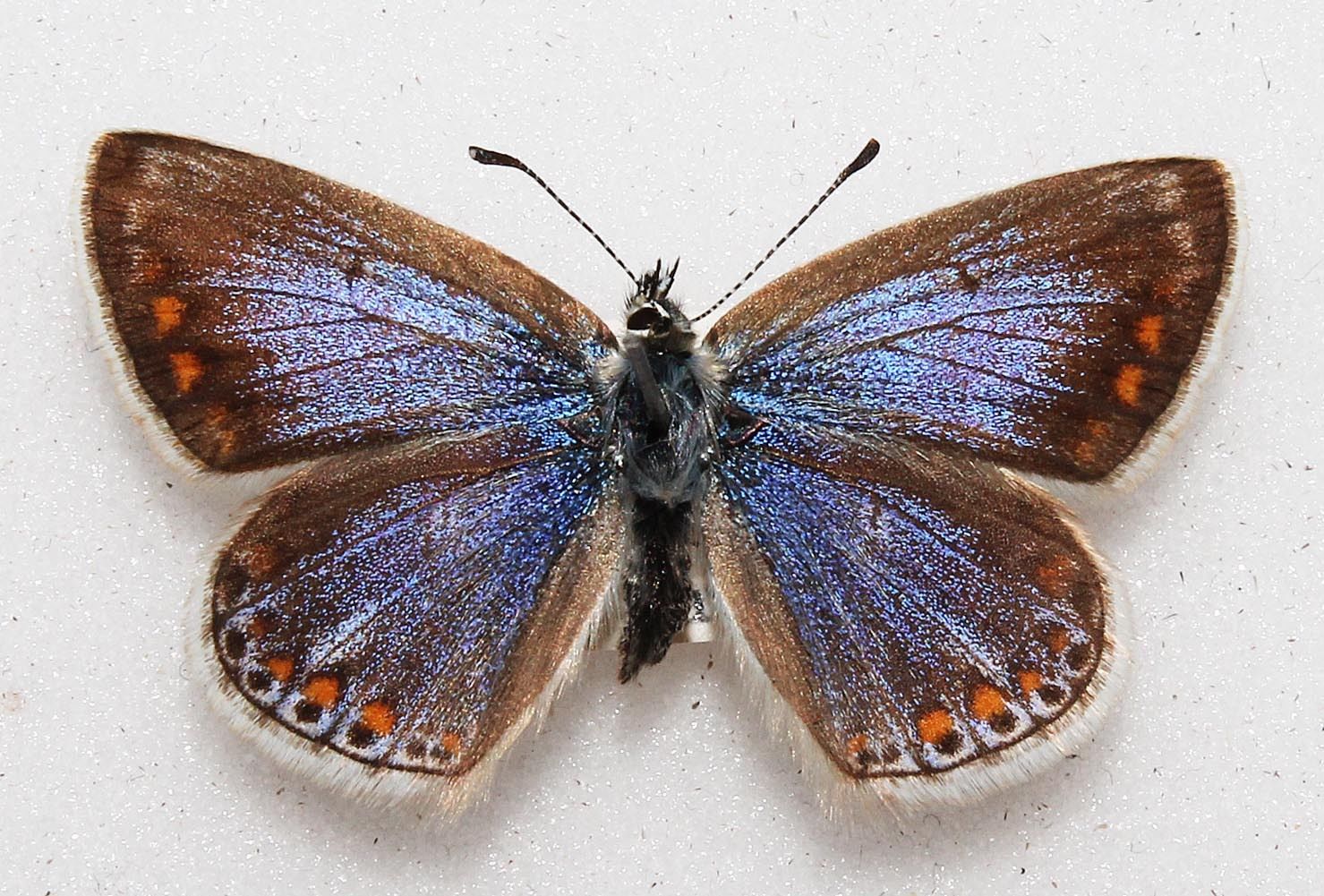 Polyommatus icarus (aberration) 5 (Internet Image property of respective owner, non-commercial use only)